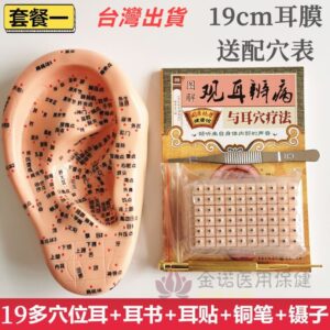 耳穴貼按摩耳朵模型：把「找穴、貼穴、按壓」變成可重複練習的日常工具