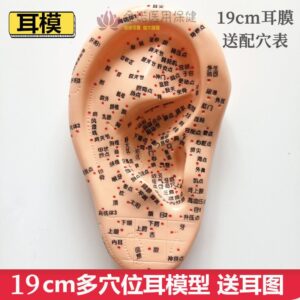 耳穴貼按摩耳朵模型 vs. 只靠圖示找穴：你該選哪一種練習方式？