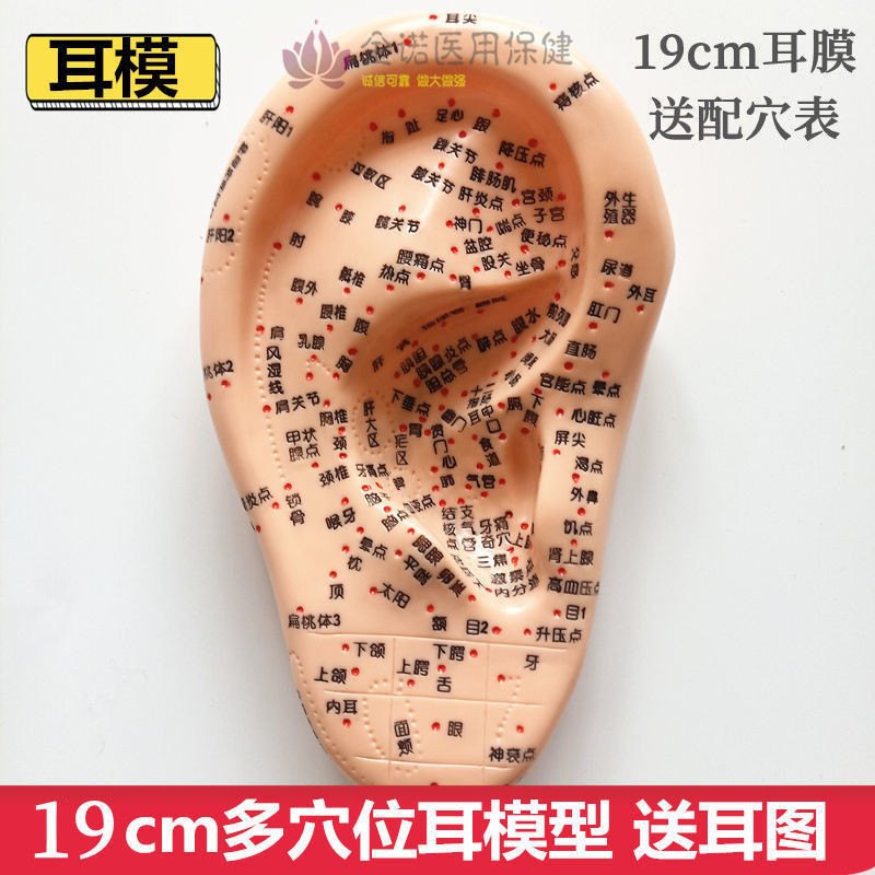 耳穴貼按摩耳朵模型對照與圖示找穴比較示意